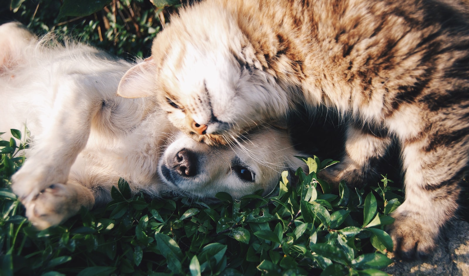 Chien et chat apaisés, soins énergétiques pour animaux