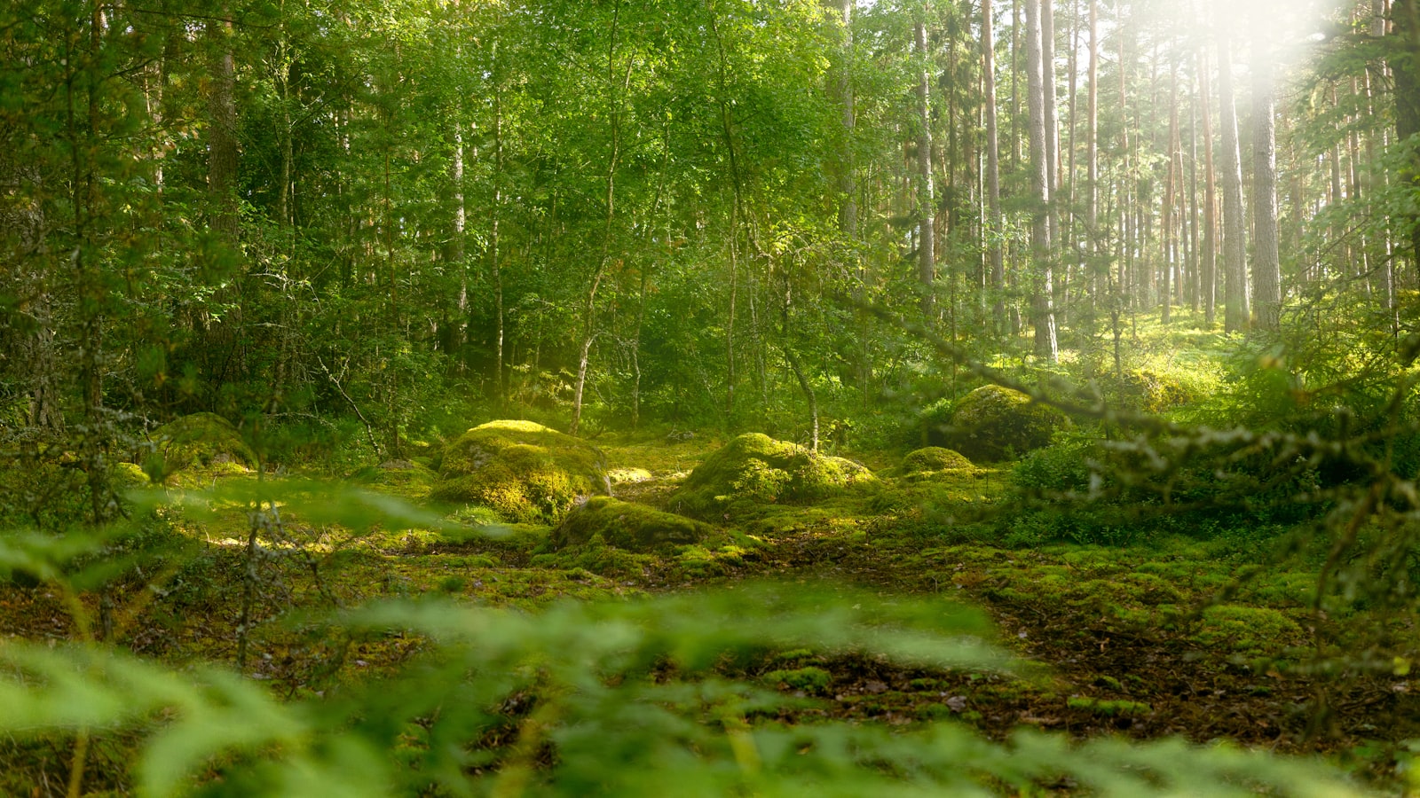 La forêt d'Ille-et-Vilaine autour de Bédée